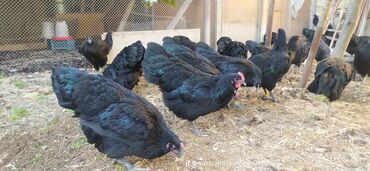 Toyuqlar: Alman cinsi Australorp cücə və yumurta sifarişi qəbul olunur Cücə 5