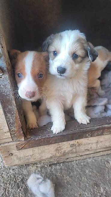 husky dog: У НАС ПРИЮТ. ОЧЕНЬ КРАСИВЫЕ ЩЕНКИ. Щенки — мальчики и девочки - — 3