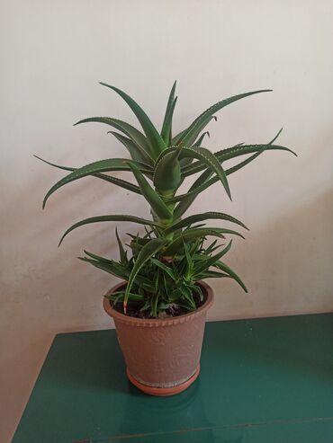 Otaq bitkiləri: Satılır: ev otaq gülləri kolleksiyası - Sansevieriya (Qaynanadili) – — 7