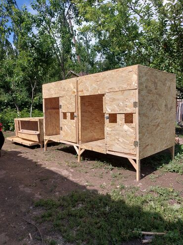 продам телят бычков: Дакан Капас 2 Короз Багылат жана Жөжөгө Бурдер 150+200шт жөжө батат