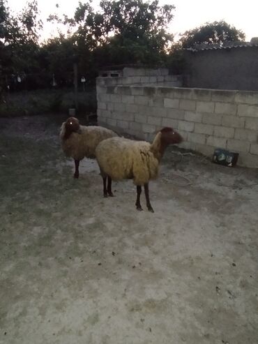 Qoyunlar, qoçlar: Dişi, il: 1, Damazlıq, Ünvandan götürmə