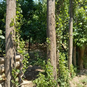 Спил деревьев, заготовка дров: Терек сатылат Жалалабат Барпы
18 шт 30мин сом