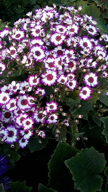 Otaq bitkiləri: 🌹Senaria gülü topdan ve perakende satışı. 💳SAY çox olsa endirim — 10