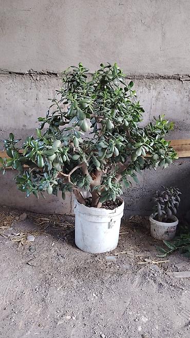 Бөлмө өсүмдүктөрү: Крупное комнатное растение — денежное дерево (Crassula ovata — 2