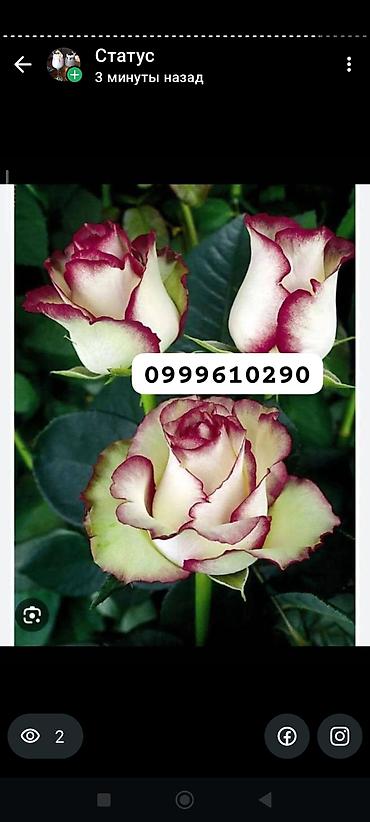 Rose saplings: Саженцы — 3