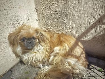 tap az qaz balalari: Pekines, 4 ay, Erkək, Ünvandan götürmə — 6