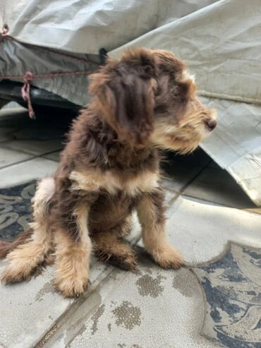 İtlər: 3 ay, Erkek, Peyvəndli, Ünvandan götürmə — 9