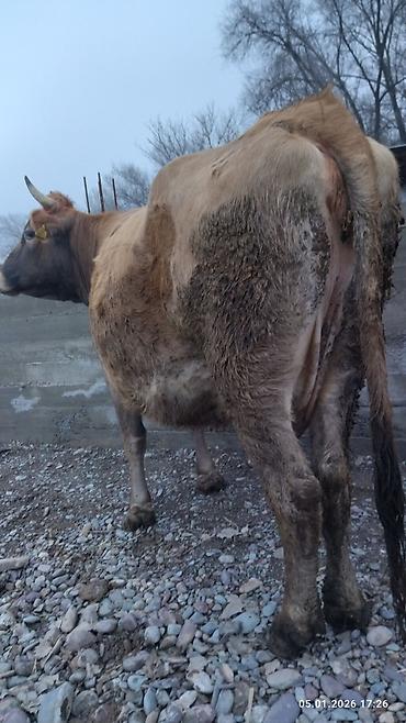 Коровы, быки: Продаю | Корова (самка) — 10