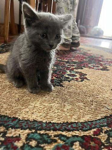 русская кошка: Скотиш Страйт (Шотландская прямоухая), 2 месяца, Девочка, Серый — 1