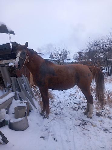 Лошади, кони: Продаю | Конь (самец) | Полукровка | Рабочий — 6