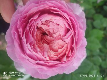 Şitillər: Məhsul: Bağ bitkiləri və meyvə fidanları seçimi - Hibiskus (Rose of — 75