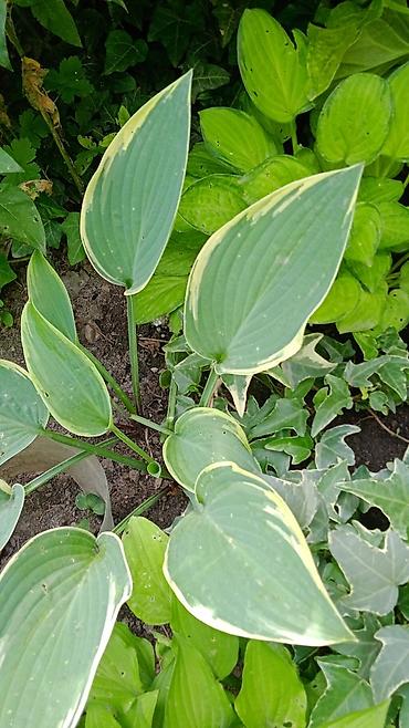 Другие декоративные деревья: Самшиты кусты формированныеесть небольшие 200-400,Виноград Вичи на — 5