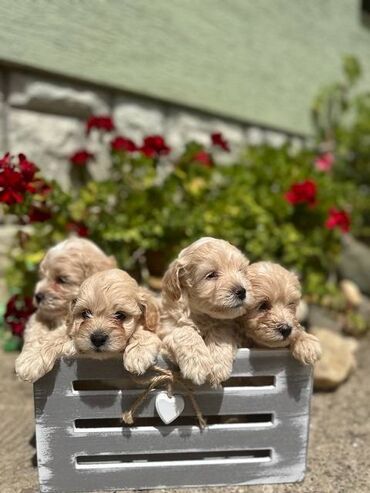 Psi: Maltipoo kucici savrsenog izgleda i genetike FCI 7493 posetite nase — 1