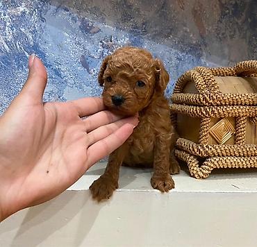 balaca it cinsləri: Pudel, 1 ay, Dişi, Ödənişli çatdırılma, Ünvandan götürmə — 1