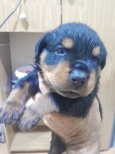 tüklü it: Rotveyler, 1 ay, Erkek, Sənədli