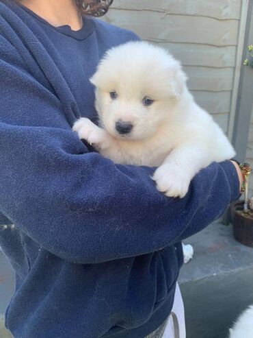 974 ads for count | lalafo.gr: Samoyed Puppies For Sale We have now available beautiful puppies. Snow
