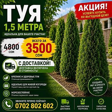чоп орчу: Туя, колоновидная высота 1,5 м - Акция: всего за 3500 сом (старая — 1