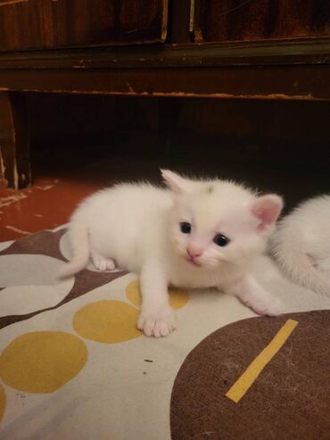 labrador retriever qiymeti: Türk anqora, Erkək, Dişi, Yaxşı əllərə, Ödənişli çatdırılma