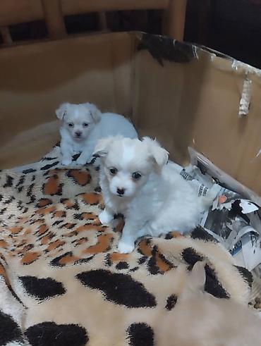 Продажа собак: Чихуахуа, 2 месяца, Самец — 5