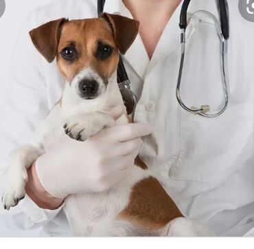 Услуги ветеринара: Дипломированный и Высококвалифицированный ветеринар. Ветеринарный врач