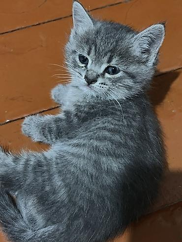 рыжие котята бесплатно: Скотиш Фолд (Шотландская вислоухая), 2 месяца, Девочка, Серый, Приучена к лотку — 4