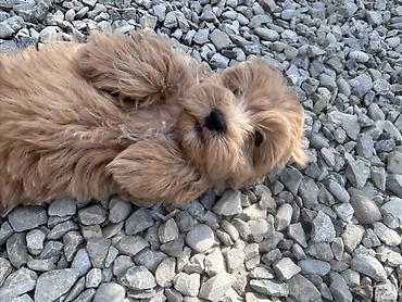 boxer it: 2 ay, Erkək — 1