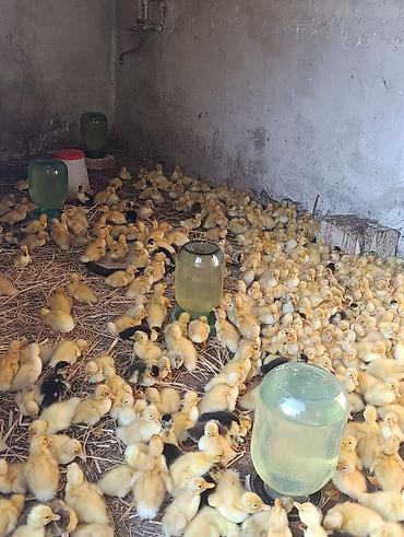 Kənd təsərrüfatı quşları: Pekin ördəyi satılır qiyməti 1.50 vatsapa yazın real şəxslər say 500 — 1