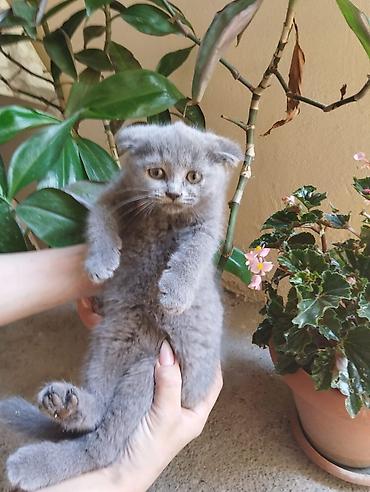 Кошки: Шотландская вислоухая — 1
