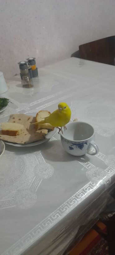 Digər quşlar: 1 aylıg qırmızı göz ələ öyrəşmiş quşdu
sumqayit — 12