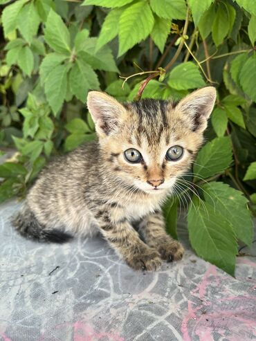 именные ошейники для кошек на заказ: Отдам котят в добрые руки