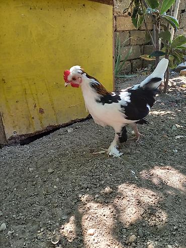 xoruzu: Satsı: dekorativ Yaponka xırda cins toyuqlar (bantam tipli) — 1