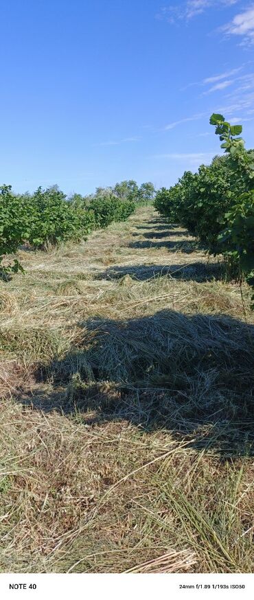 Bağ və bostan üçün digər məhsullar: Xaçmaz rayon İlığçı kəndində 80 sot torpağ satılır . 0516387567 Real