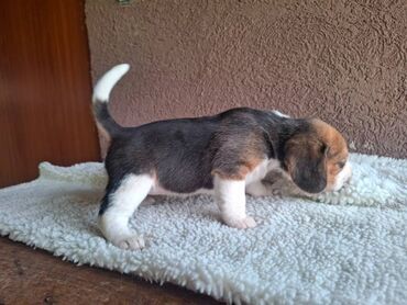 chow chow psi: Na prodaju štenci engleskog bigla,od izložbenih roditelja.Mogu sa ili
