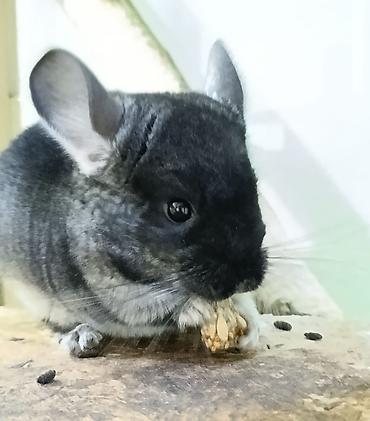 Шиншиллы: Шиншиллы домашнего разведения. 16 марта 2026 им исполняется 3 месяца — 10