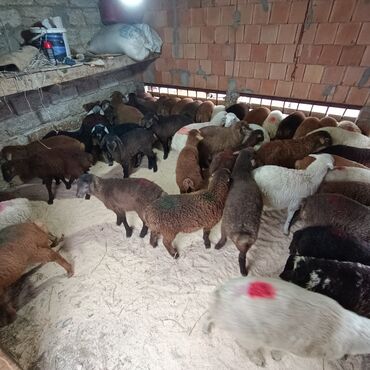 Qoyunlar, qoçlar: Salam aleyküm 215 mantdan 240 manata kimi deyişlir saxlamlqa yararlı — 9