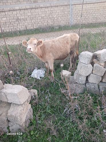 jersey cinsi: Erkək dana satilir temiz saroldu — 3