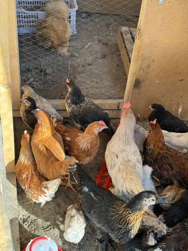 комбикорм для цыплят: Сатам | Балапандар | Көбөйтүү үчүн