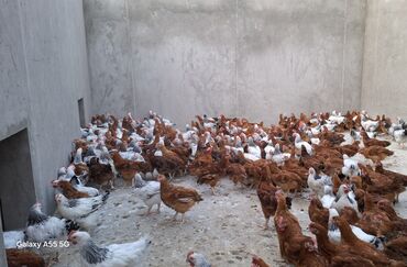 Коровы, быки: 4 aylıq çolpalar satılır,herbir vaksinasyası olunub,diri çekisi