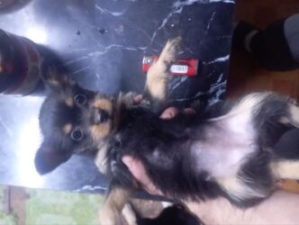 срочно продаю в связи с переездом: Собака даром: Той-терьер, 2 месяца, Самка