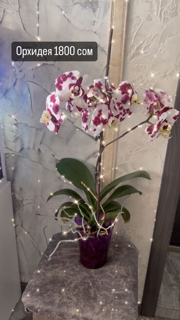 растении: Орхидея 1800 сом
