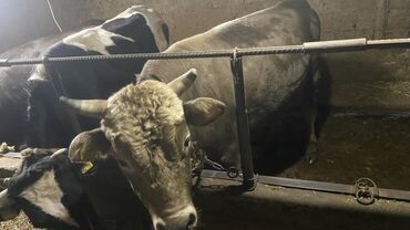 сколько стоит персидская кошка: Продаю | Бык (самец) | Полукровка | На откорм