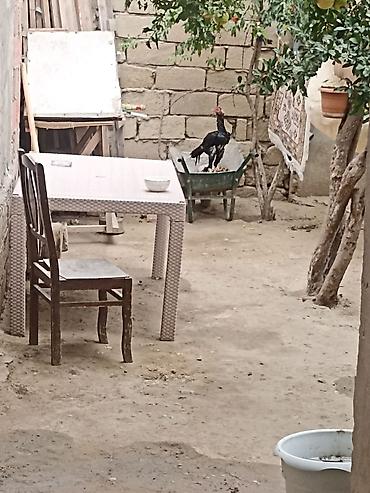 Xoruzlar: Salam Mayda cxıb Heyvanın qana cinsinə söz yoxdu sadəcə baxamram işdə — 2