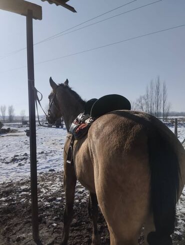 Лошади, кони: Продаю | Жеребец | Полукровка