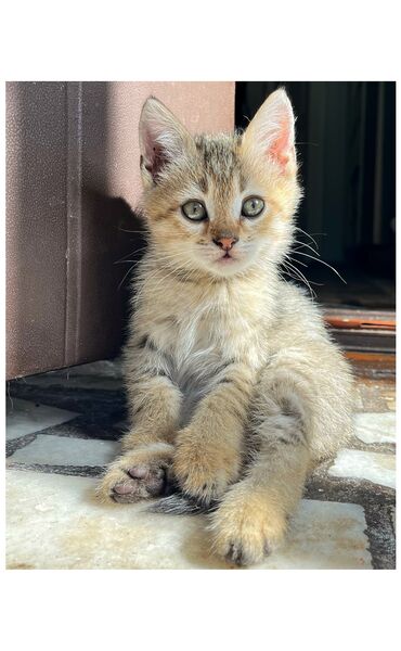 кошка ош: 2 месяца, Мальчик