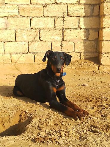 İtlər: Doberman, 9 ay, Erkek — 1
