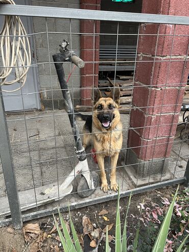 куплю овчарку немецкую: Овчарка, 2 года, Самка, С прививкой