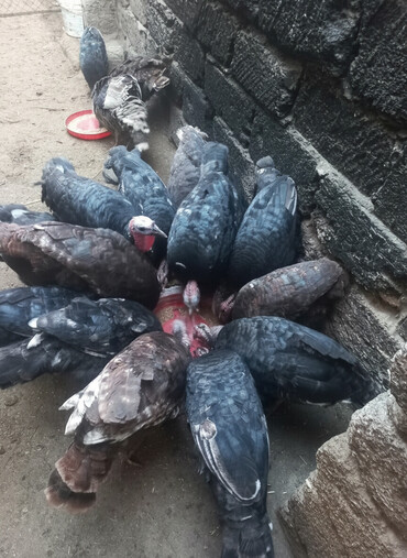 Hinduşka: Erkək, Ətlik — 1