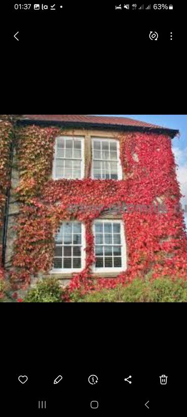 Садовые цветы и кустарники: Саженцы цветка: Плющ, Самовывоз — 3