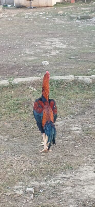 Xoruzlar: Xoruz, Heyratı, il: <1, Ödənişli çatdırılma — 20