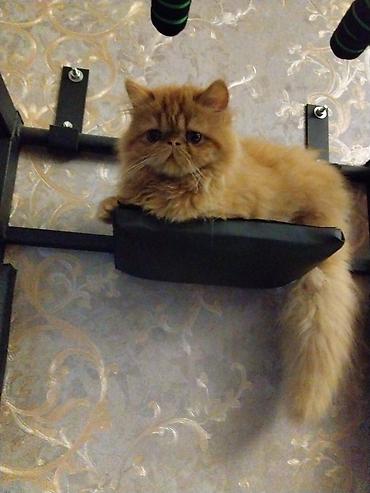 Pişiklər: Fars — 4